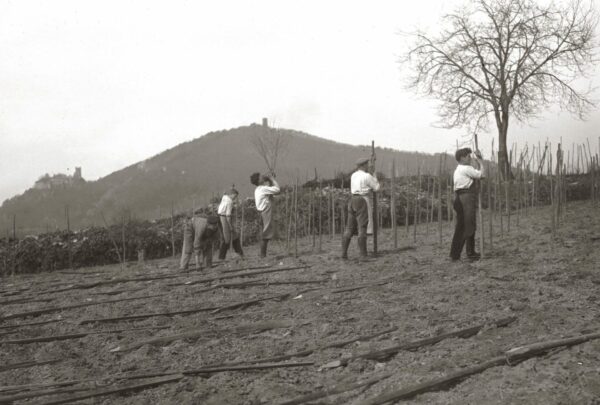 Pinot Noir – Image 2