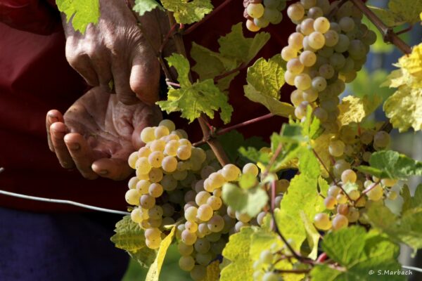 Sylvaner Vieilles vignes – Image 3