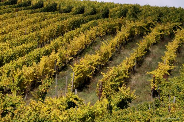 Riesling – Image 3