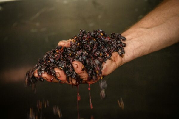 Pinot Noir – Image 4