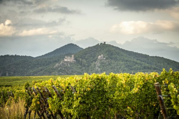 Pinot Noir – Image 3