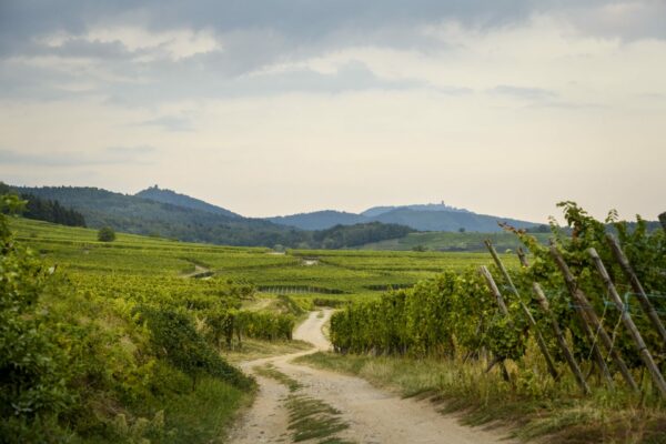 Riesling – Image 4