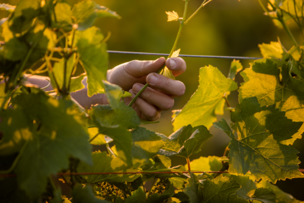 Riesling – Image 5